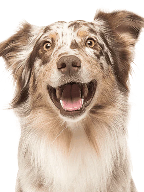 Pet Treats