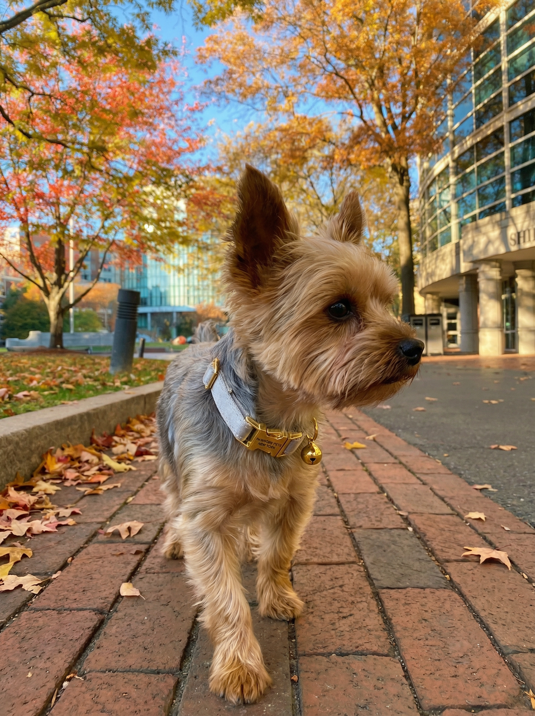 Small Dog & Cat Collar – Silver