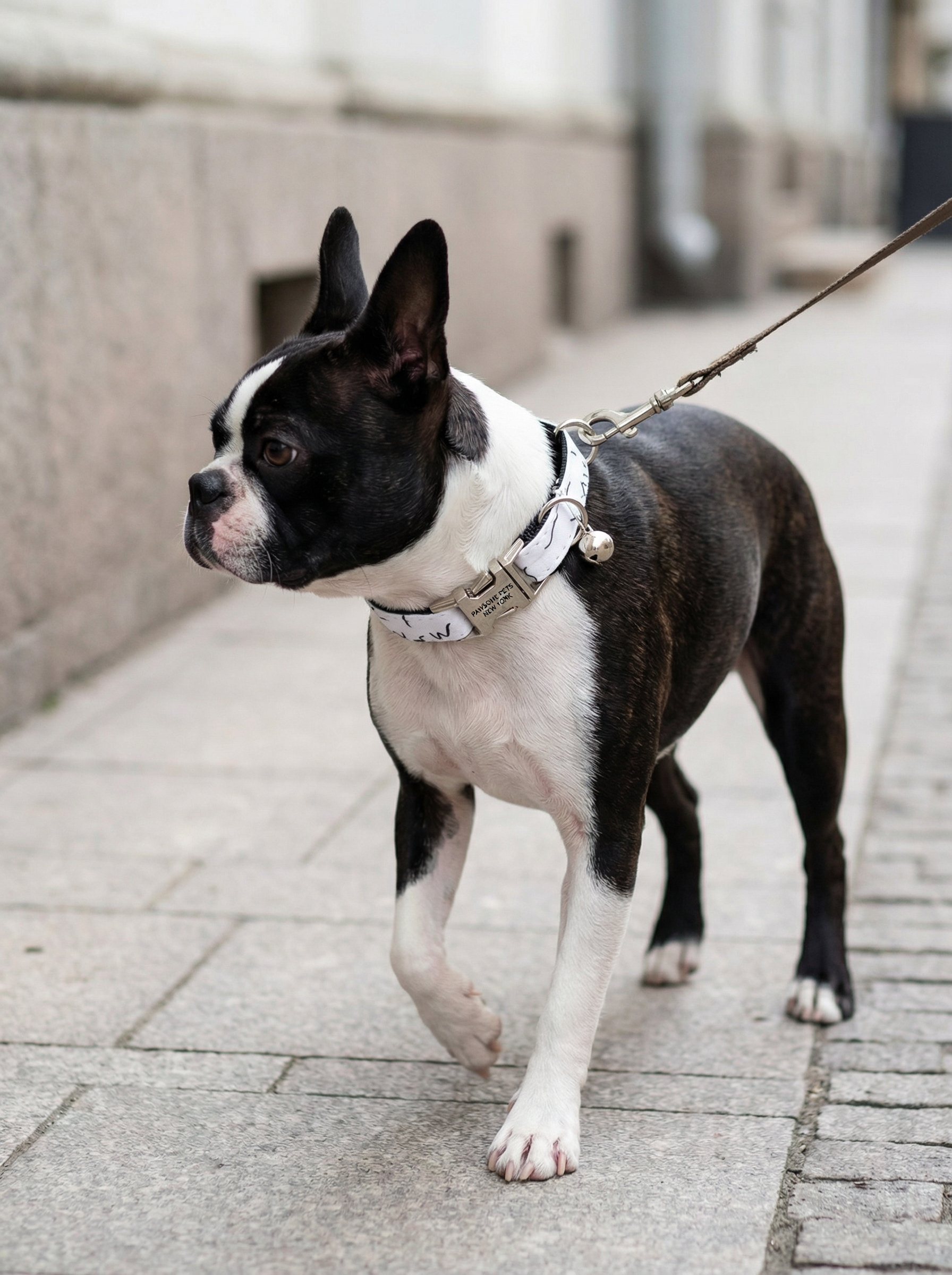 Small Dog & Cat Collar – Iron Black