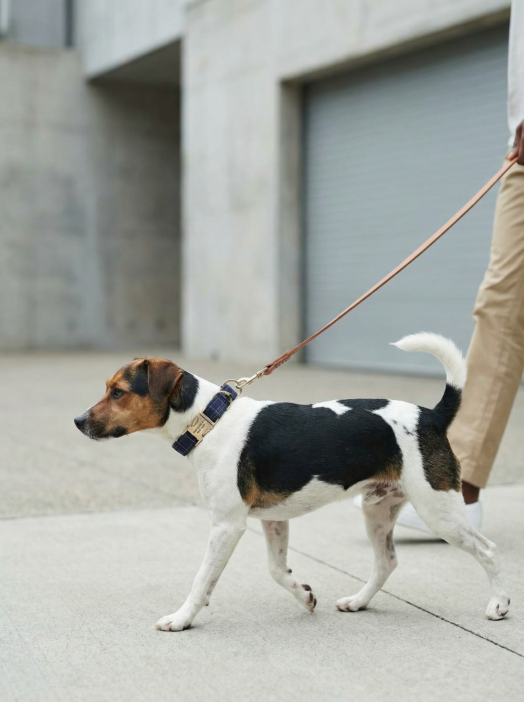 Small Dog & Cat Collar – Purplish Blue Stripe