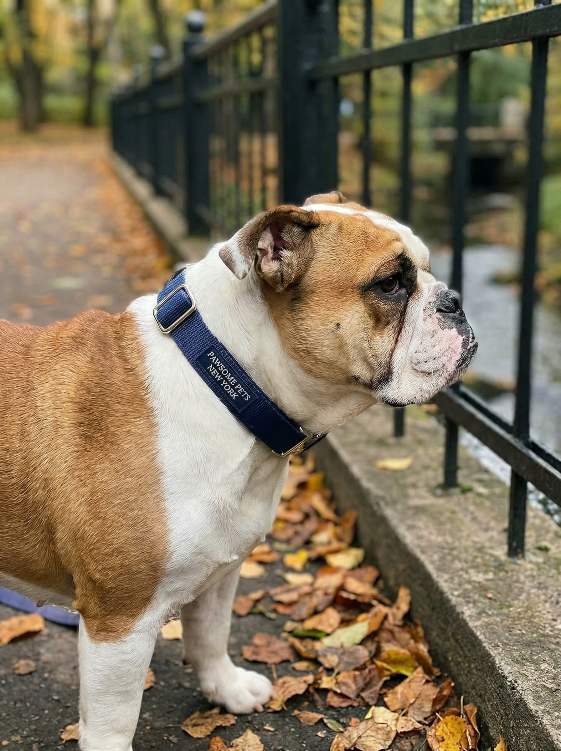 Small Dog & Cat Collar – Dark Blue Velvet