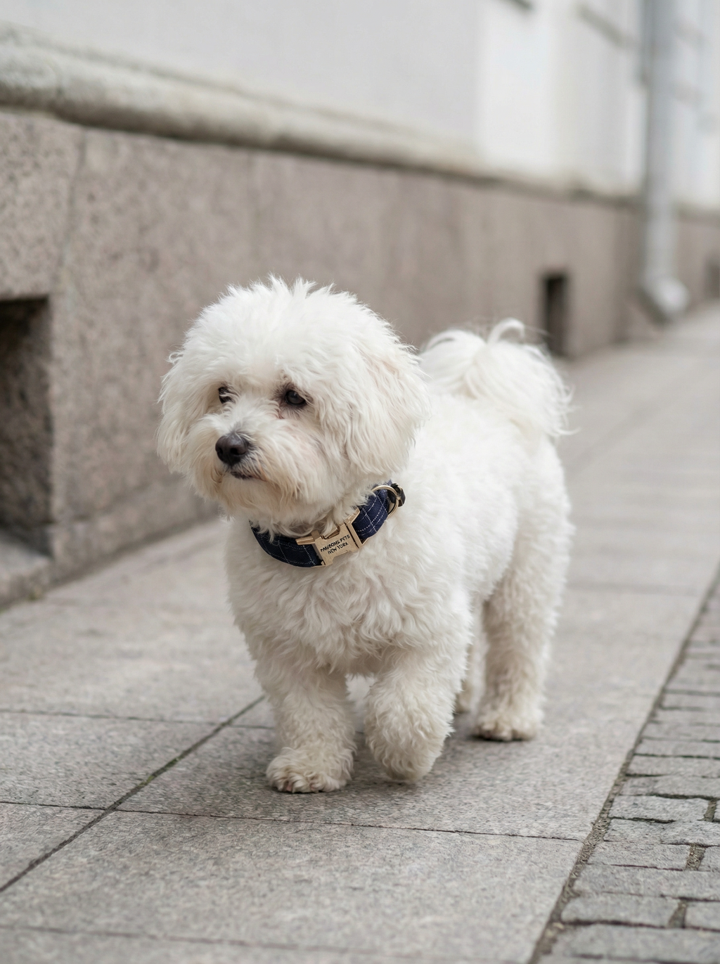 Small Dog & Cat Collar – Purplish Blue Stripe