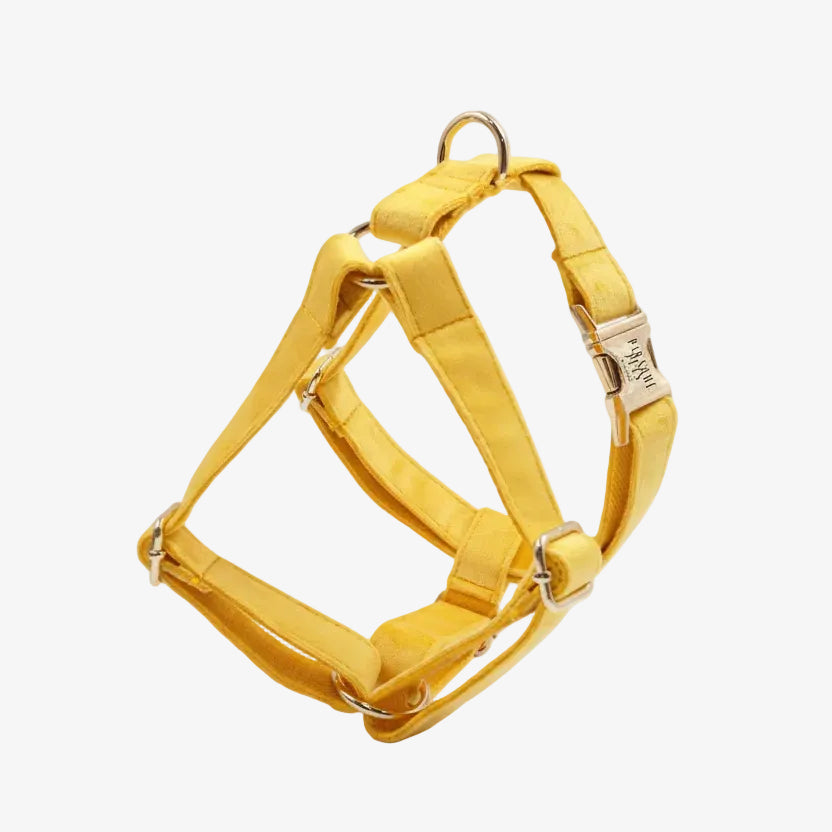 Yellow dog harness with a gold buckle on a white background