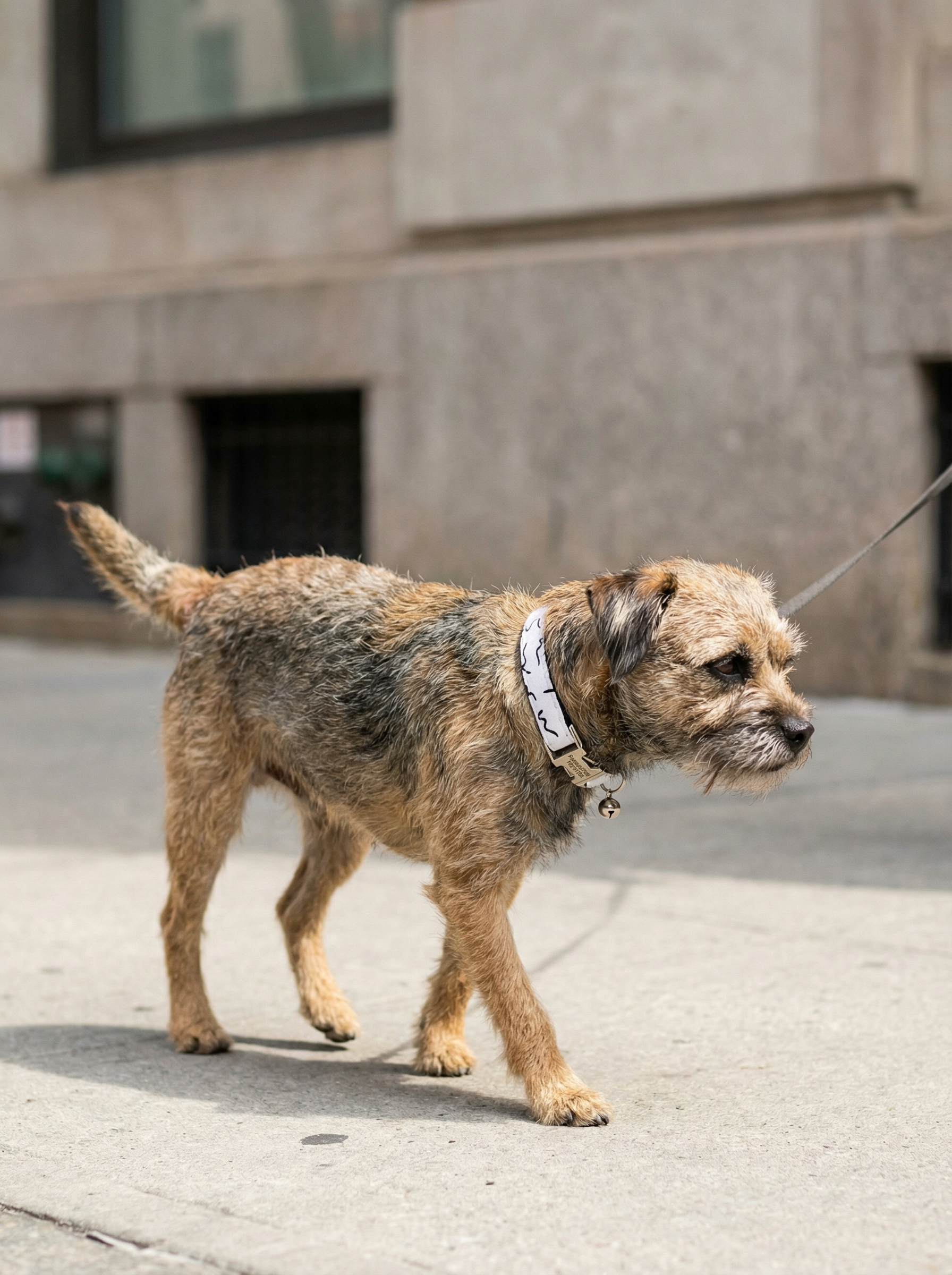 Small Dog & Cat Collar – Iron Black