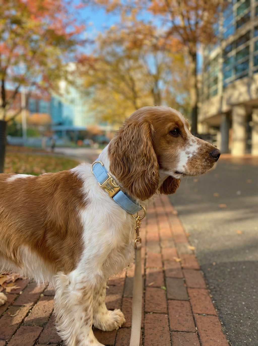 Dog & Cat Collar Yorkshire Cloud
