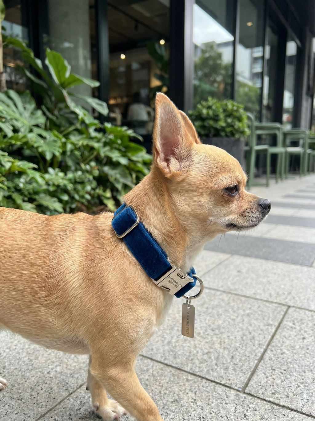 Small Dog & Cat Collar – Dark Blue Velvet