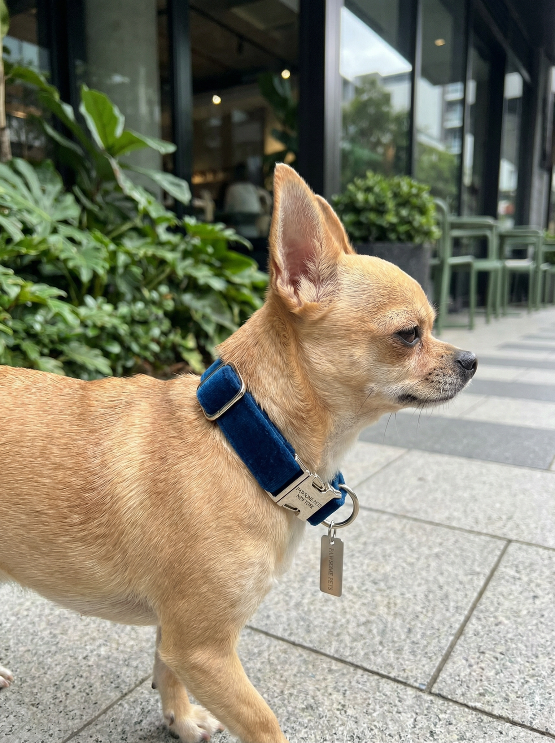 Small Dog & Cat Collar – Dark Blue Velvet