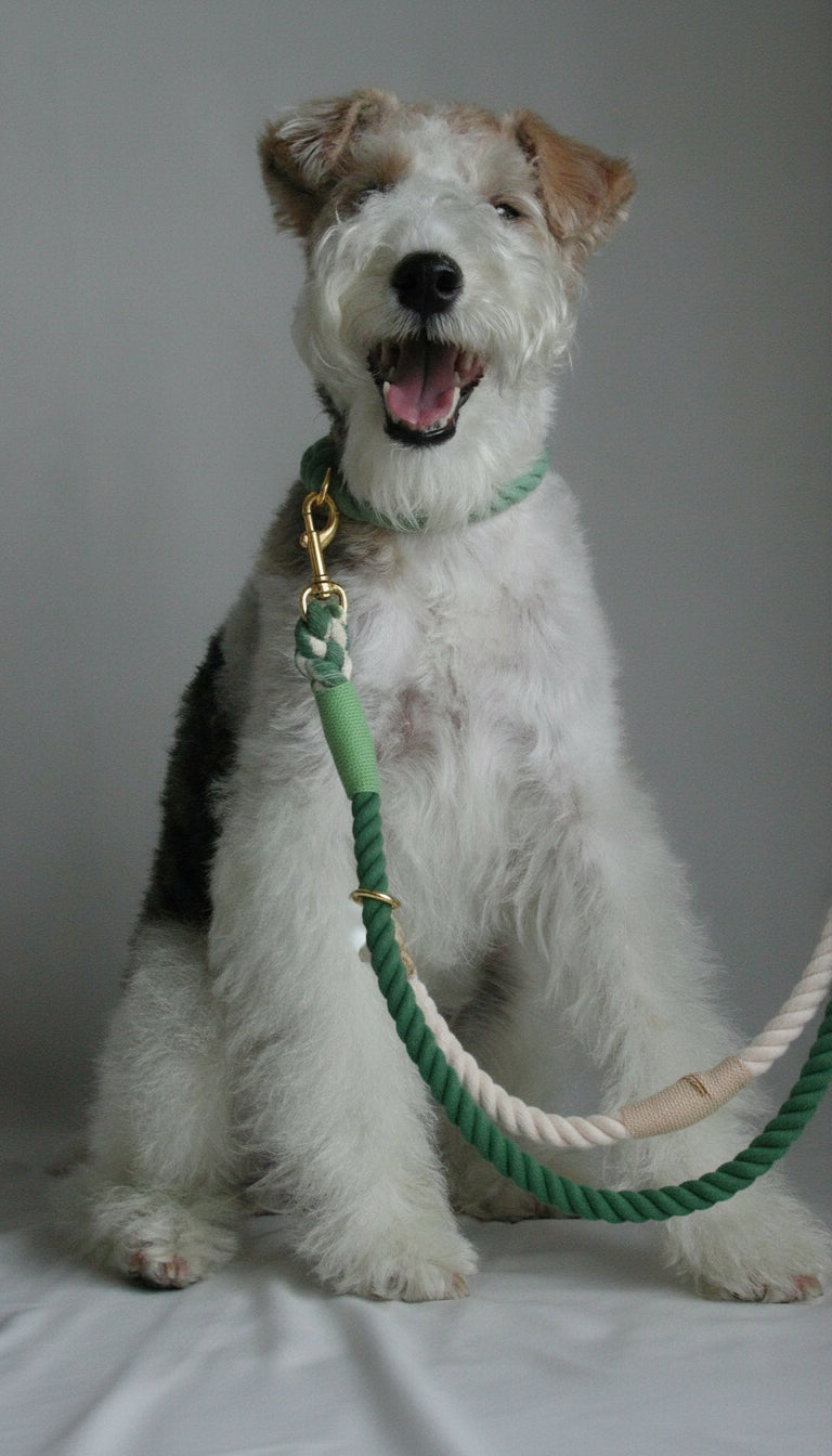 The Urban Hands-Free Rope Leash – Ombre Green