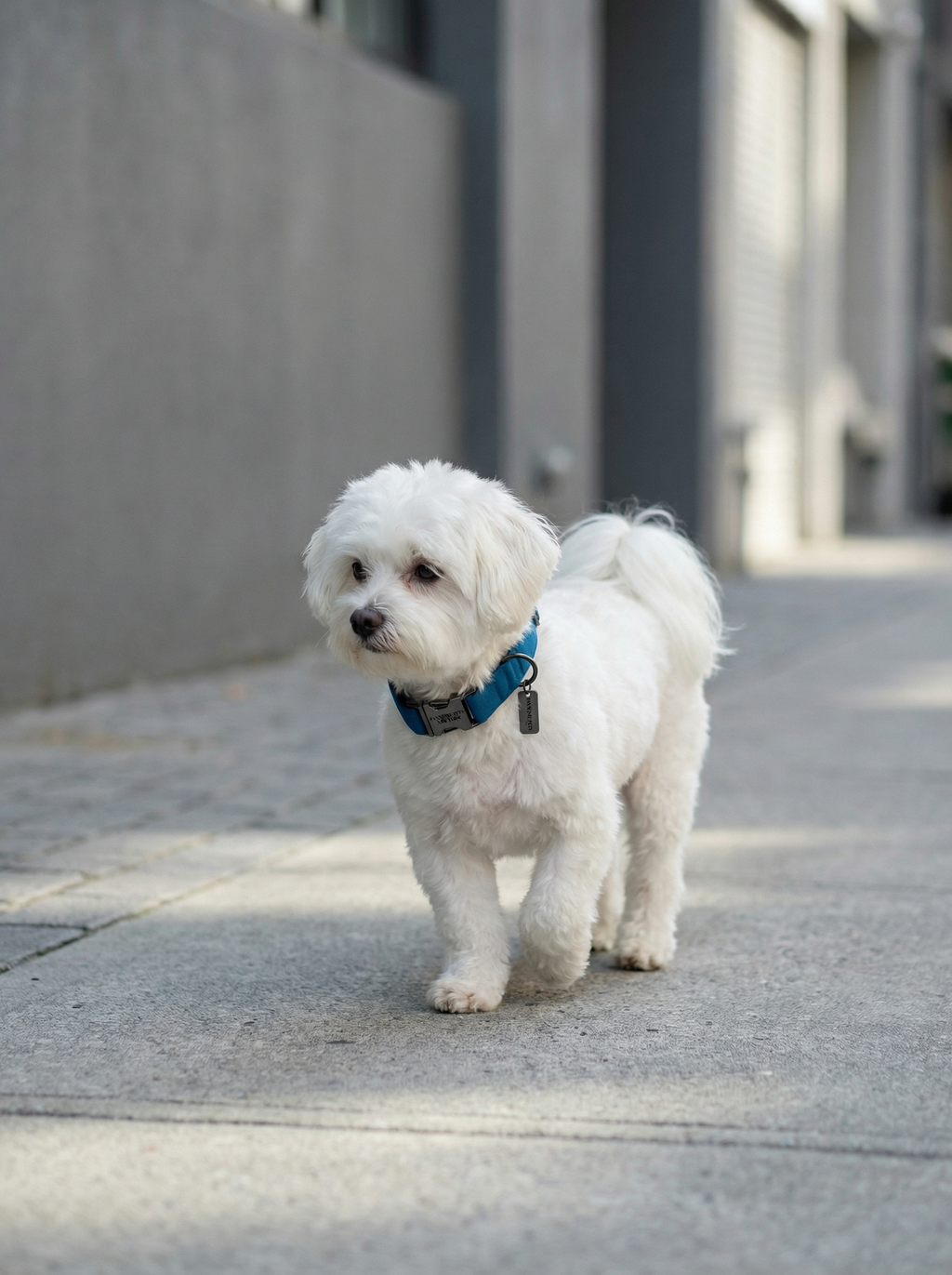Small Dog & Cat Collar – Blue Velvet