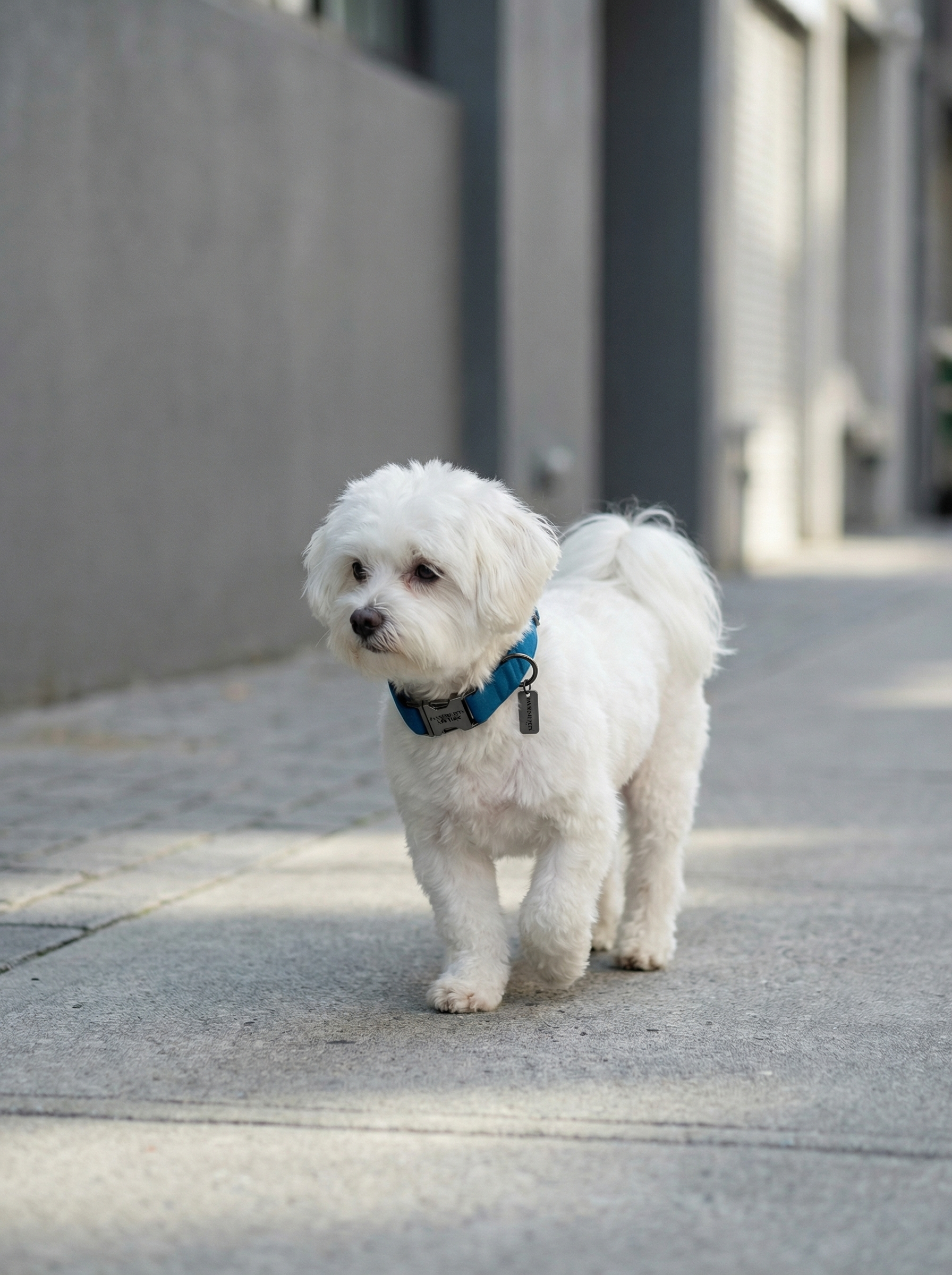 Small Dog & Cat Collar – Blue Velvet
