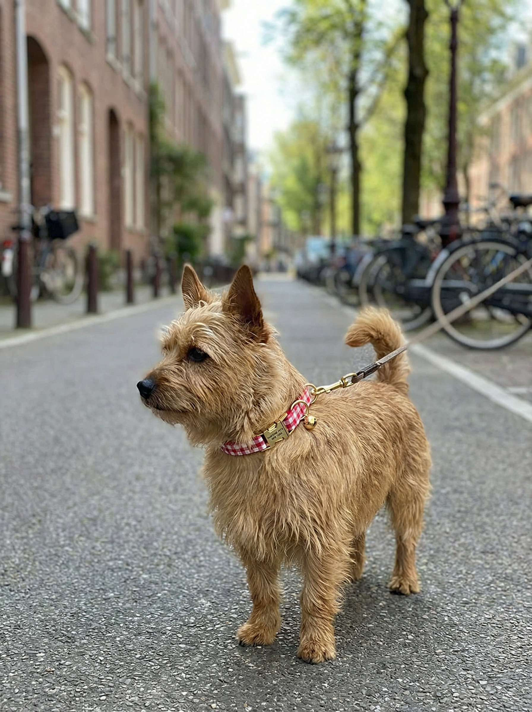 Small Dog & Cat Collar – French Vermilion Stripe