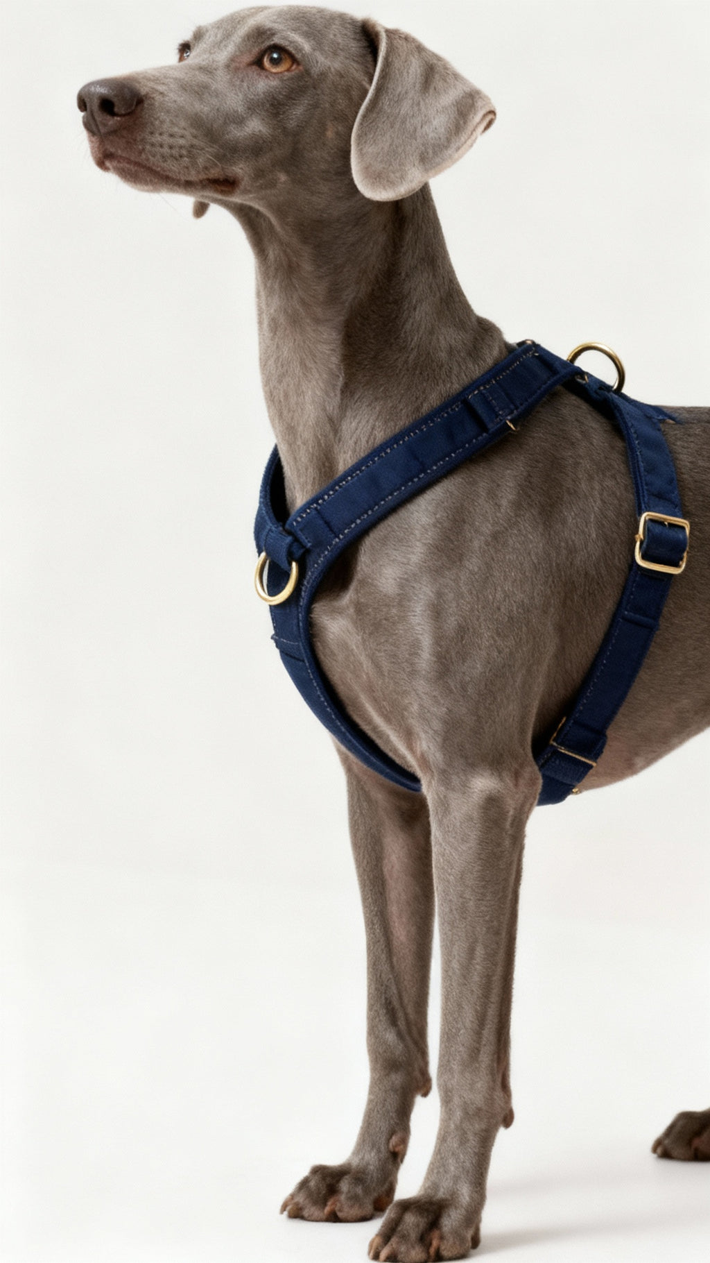 The Step-In Harness – Navy Blue