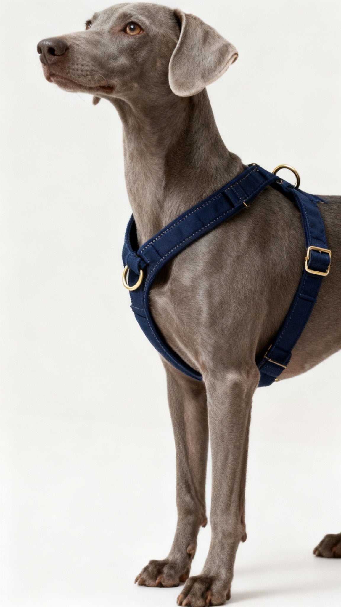 The Step-In Harness – Navy Blue