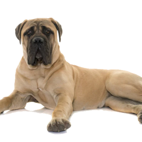 T-Rex Elk Antler Chew