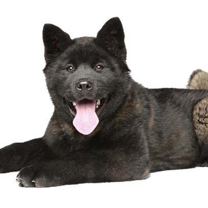 T-Rex Elk Antler Chew