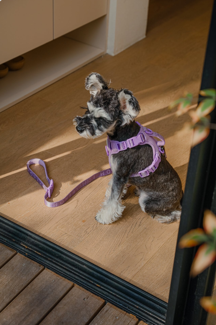 The No-Pull Active Harness – Mint Purple