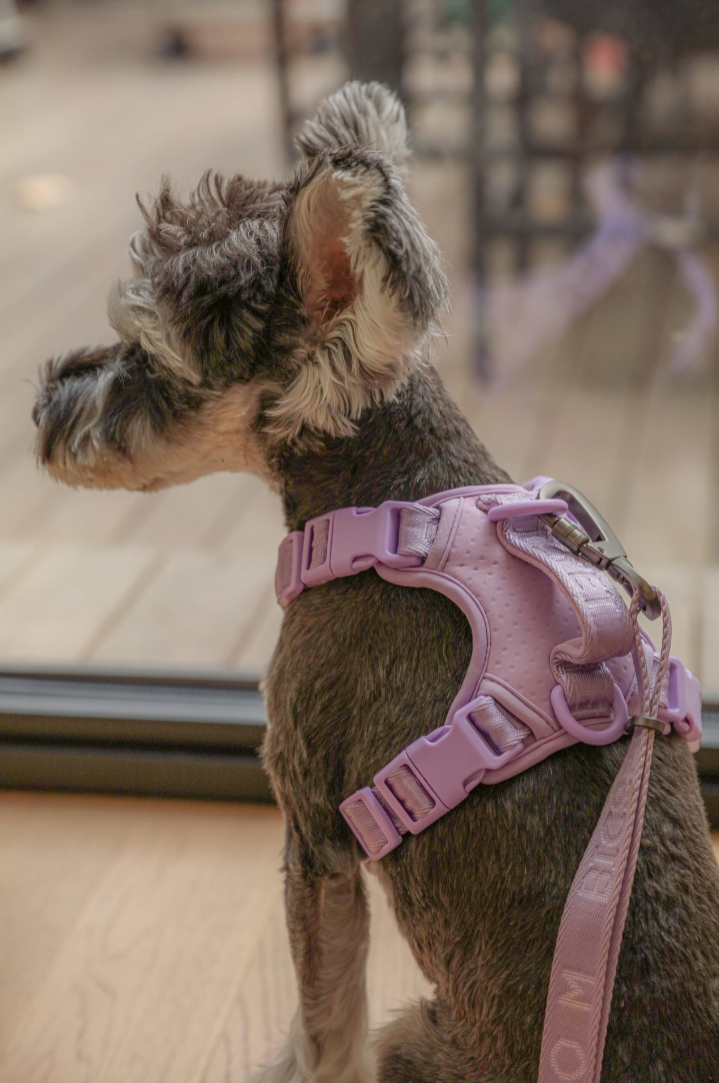 The No-Pull Active Harness – Mint Purple