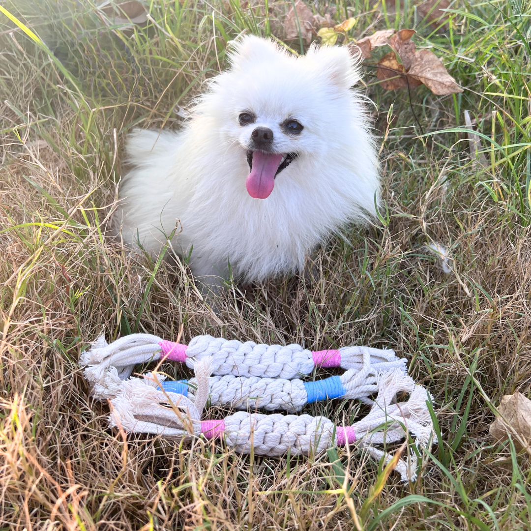Rainbow Candy Macrame Rope Pet Toy-3