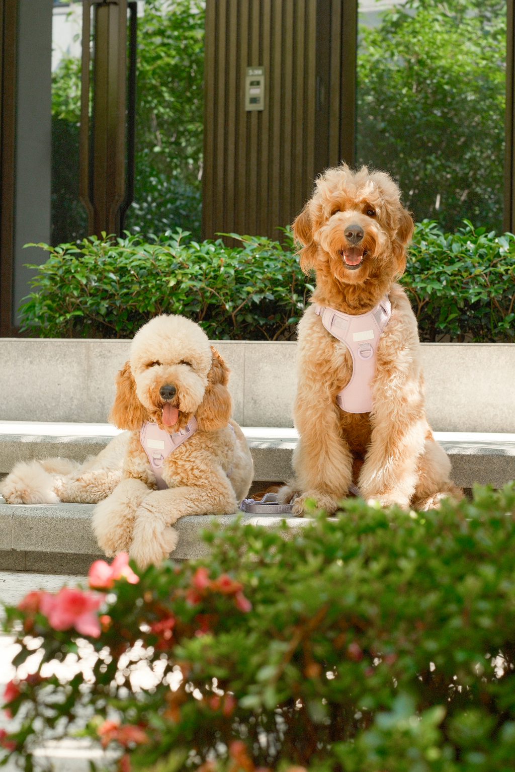 The No-Pull Active Harness – Mint Purple