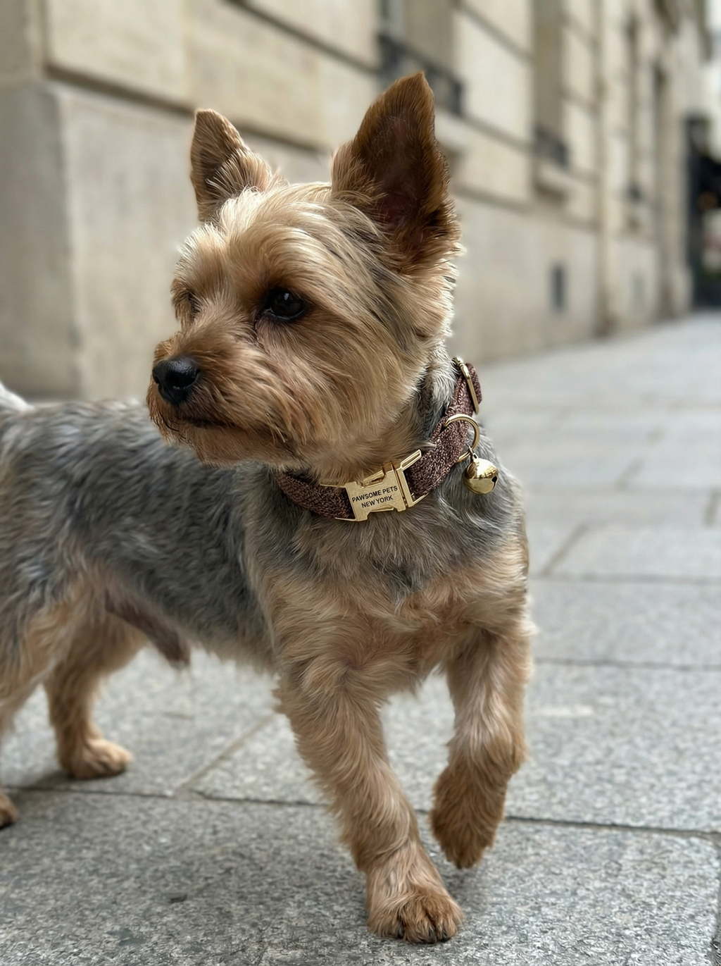 Small Dog & Cat Collar – Rustic
