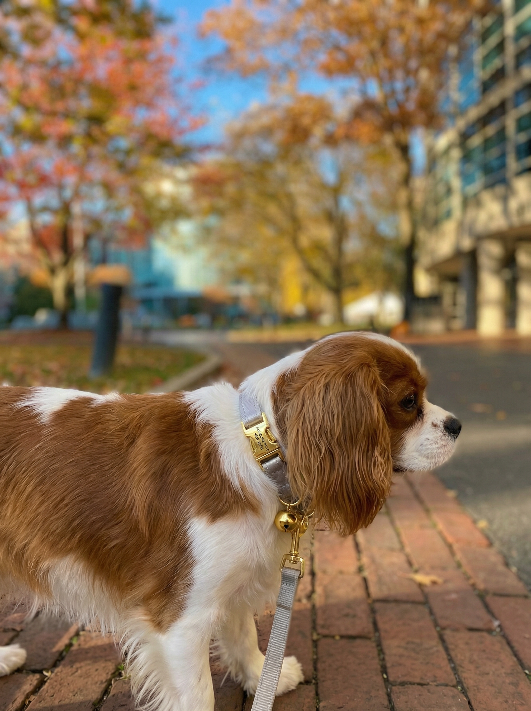 Small Dog & Cat Collar – Silver