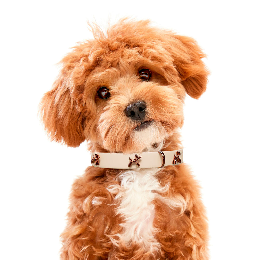 Ballon Beige Dog Collar | Premium Collar | SANDDOG-1