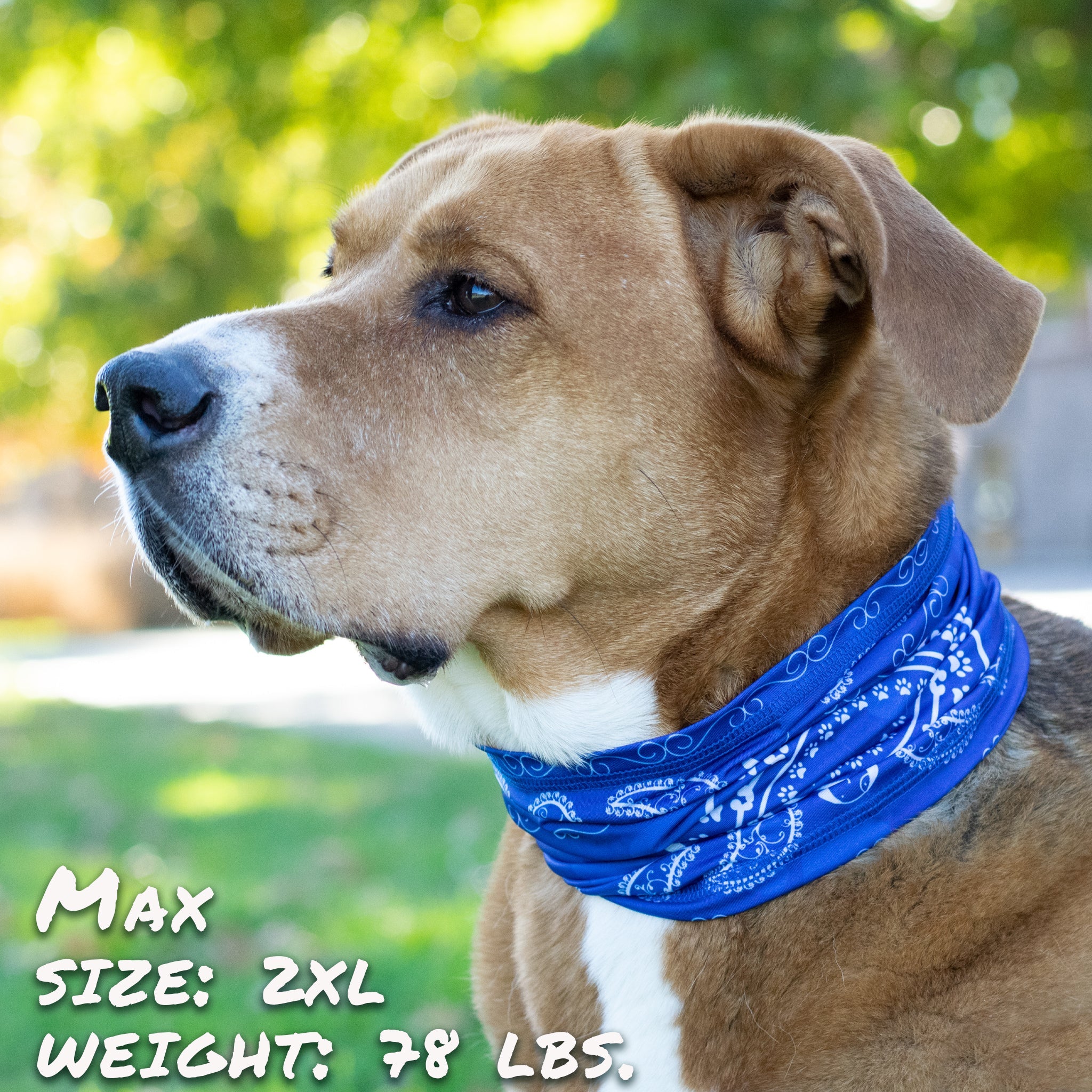 Blue Bandana Pup Scruff-0