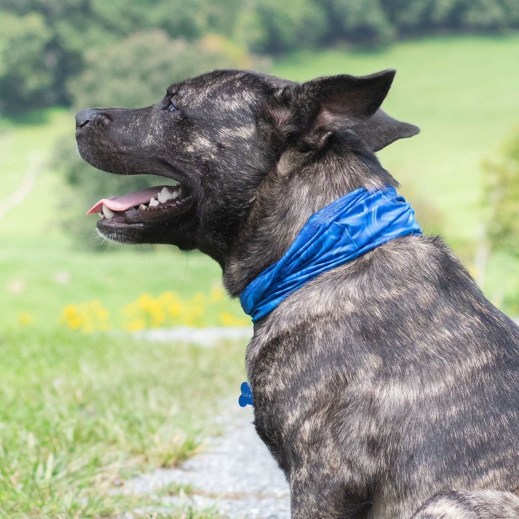 Blue Abstract Pup Scruff-3