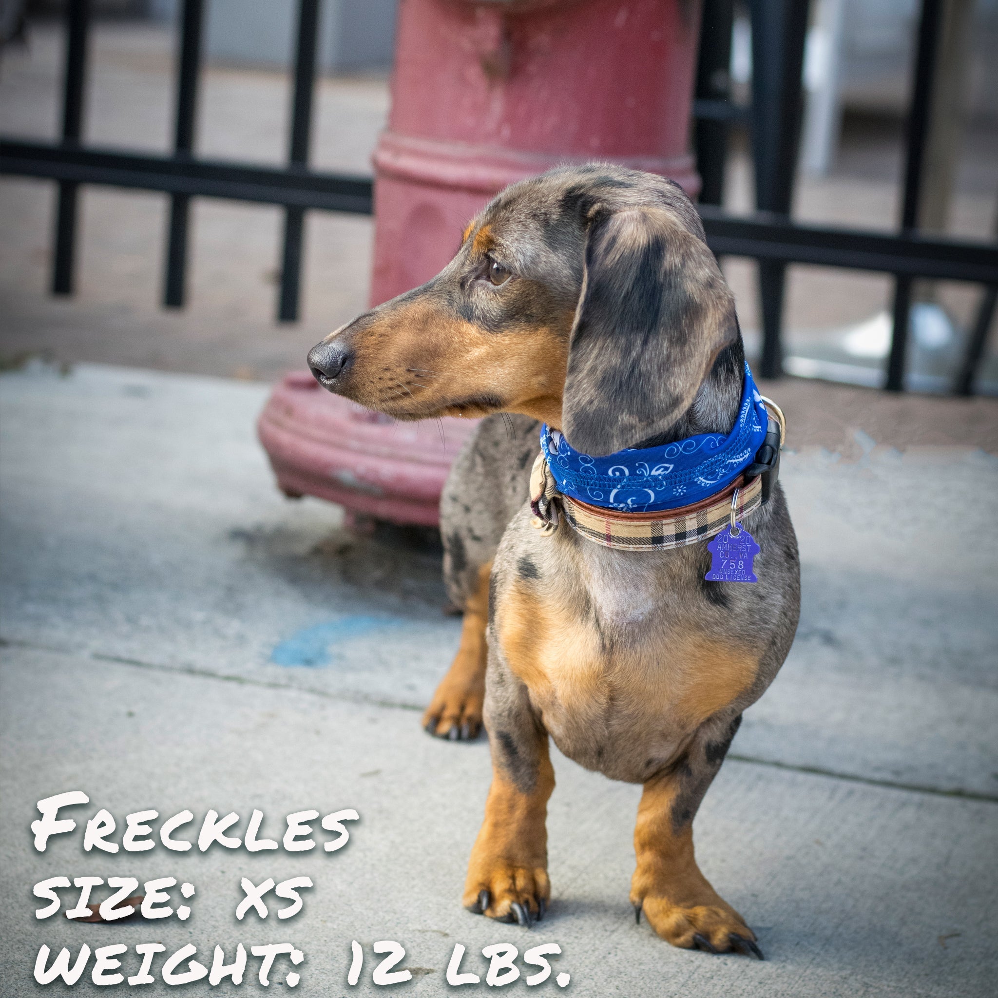 Blue Bandana Pup Scruff-2
