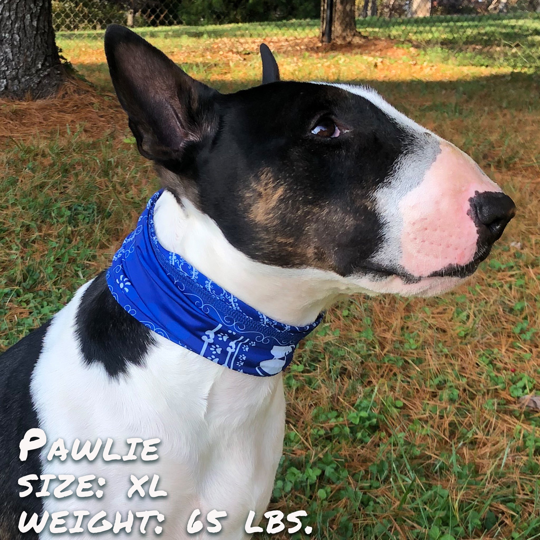 Blue Bandana Pup Scruff-3