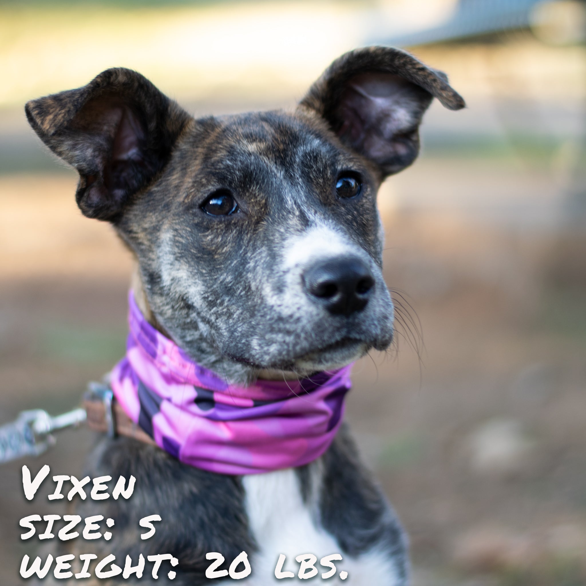 Bone Camo Pink Pup Scruff-2