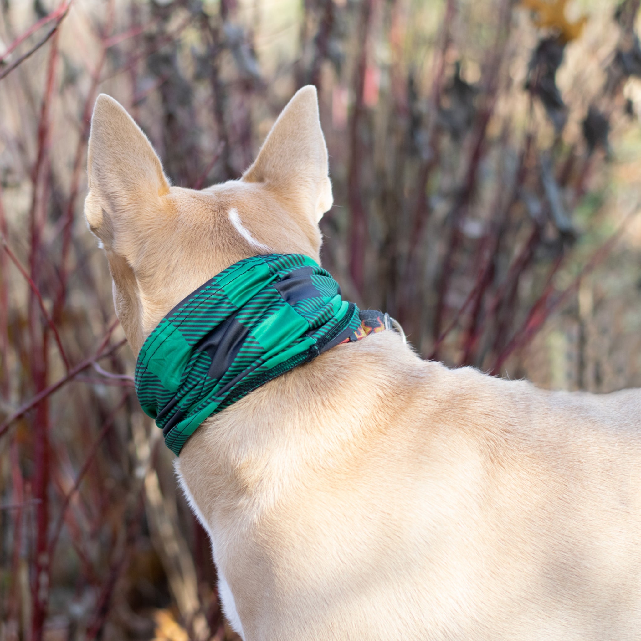 Buffalo Plaid Green Pup Scruff-4