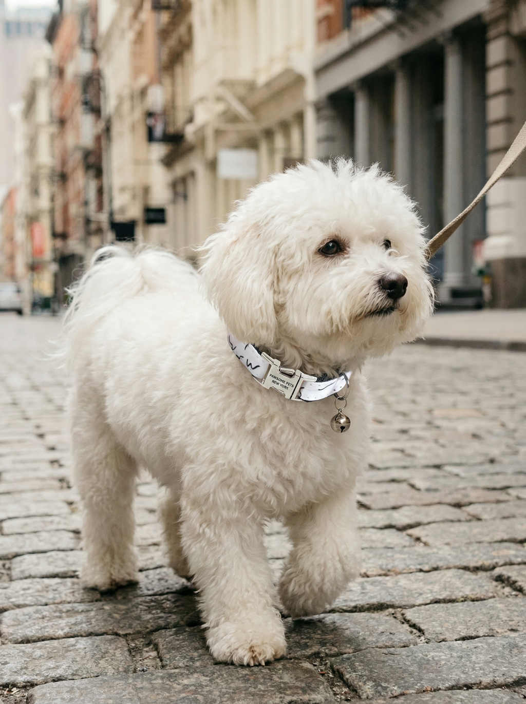 Small Dog & Cat Collar – Iron Black