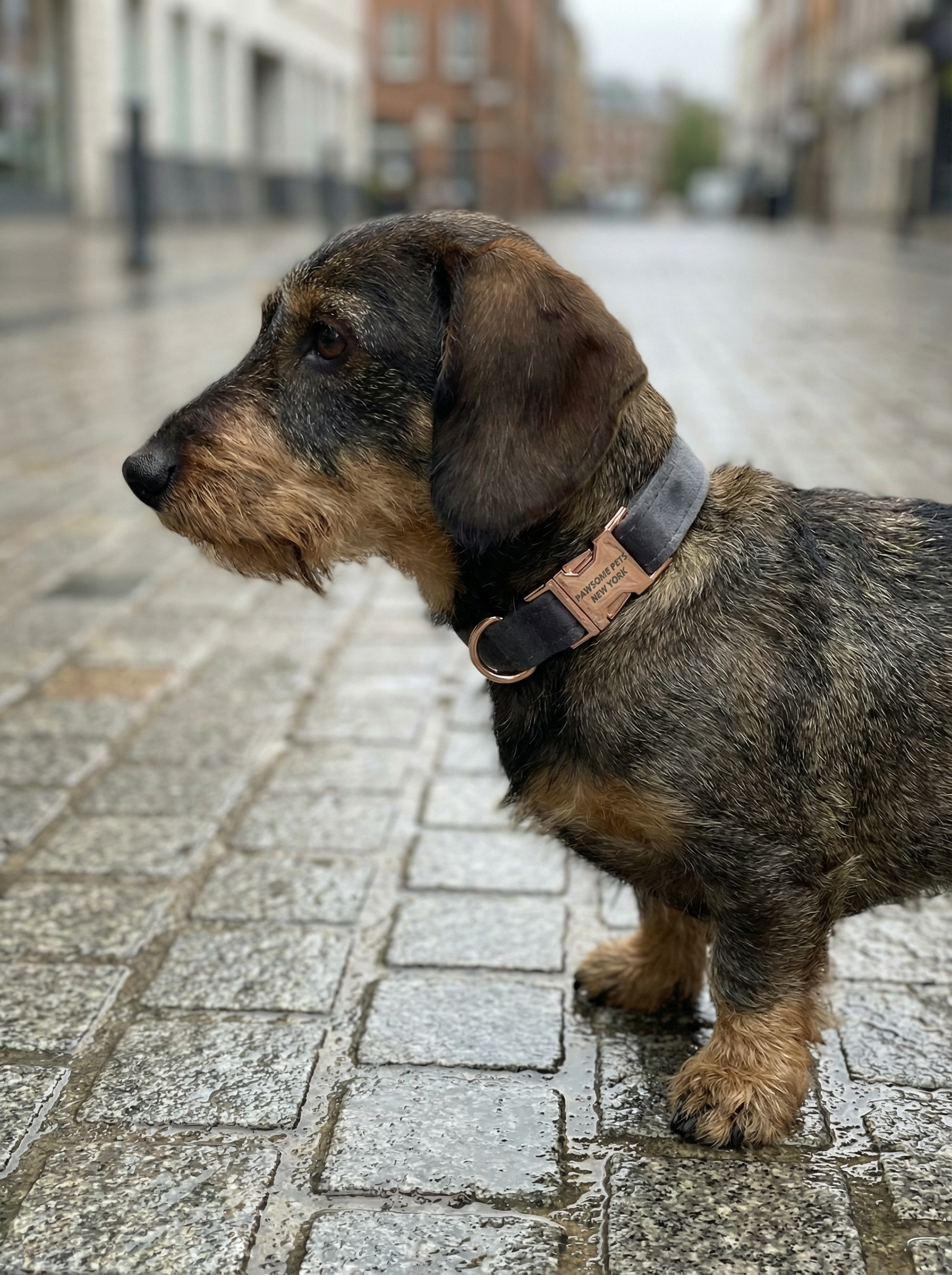 Dog & Cat Collar – Deep Plum (Ashy Gray)