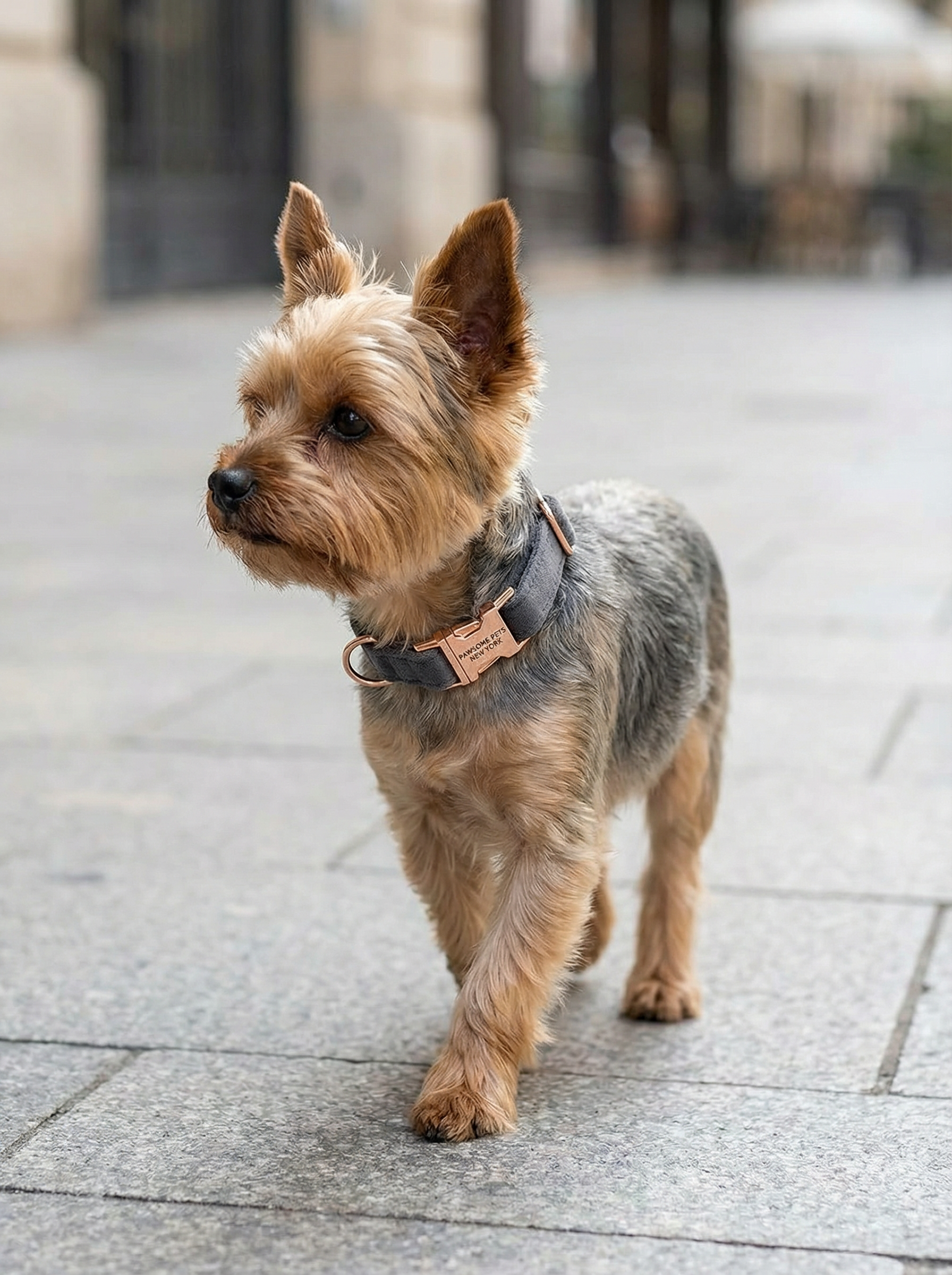 Dog & Cat Collar – Deep Plum (Ashy Gray)