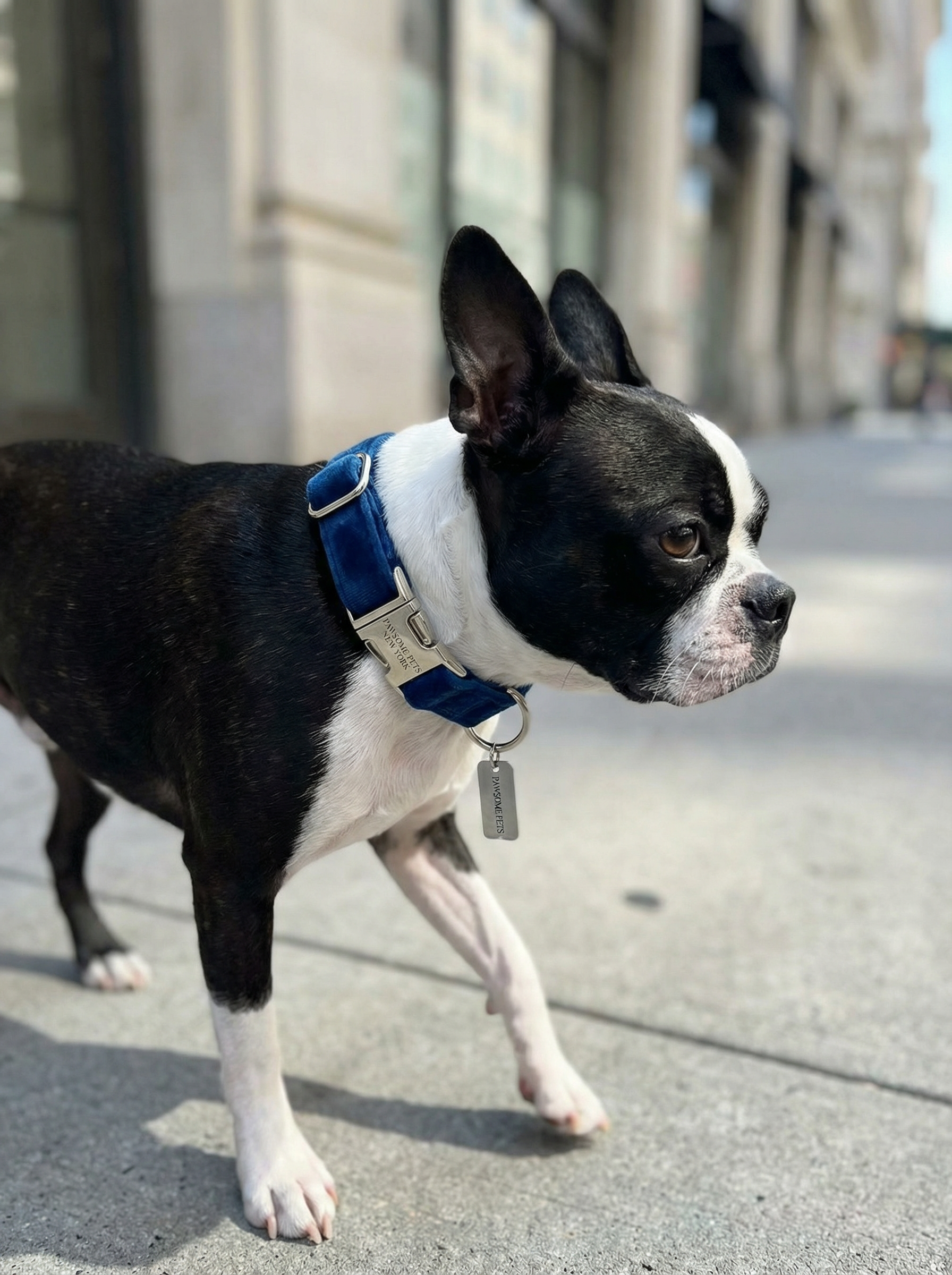 Small Dog & Cat Collar – Dark Blue Velvet