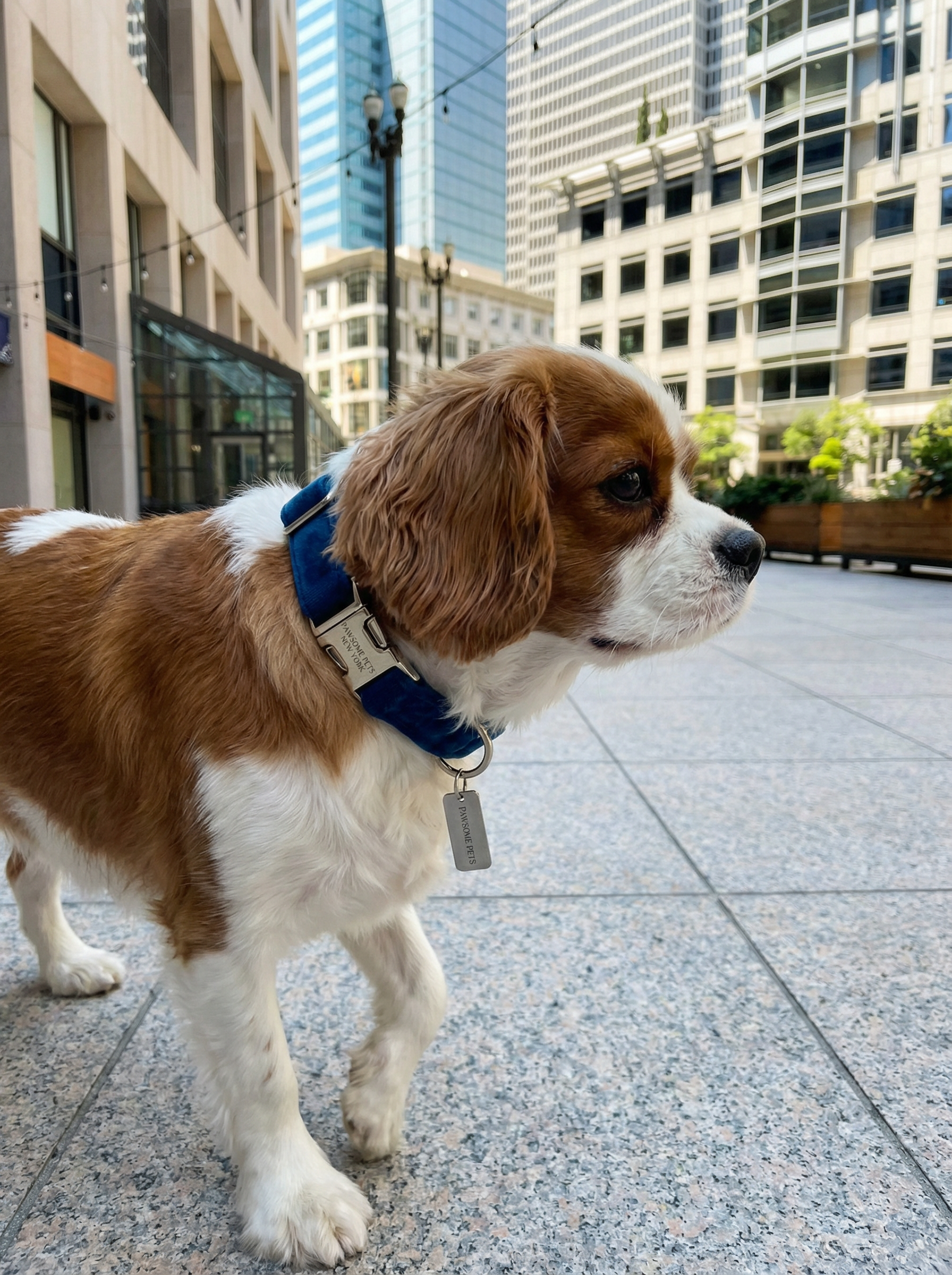 Small Dog & Cat Collar – Dark Blue Velvet