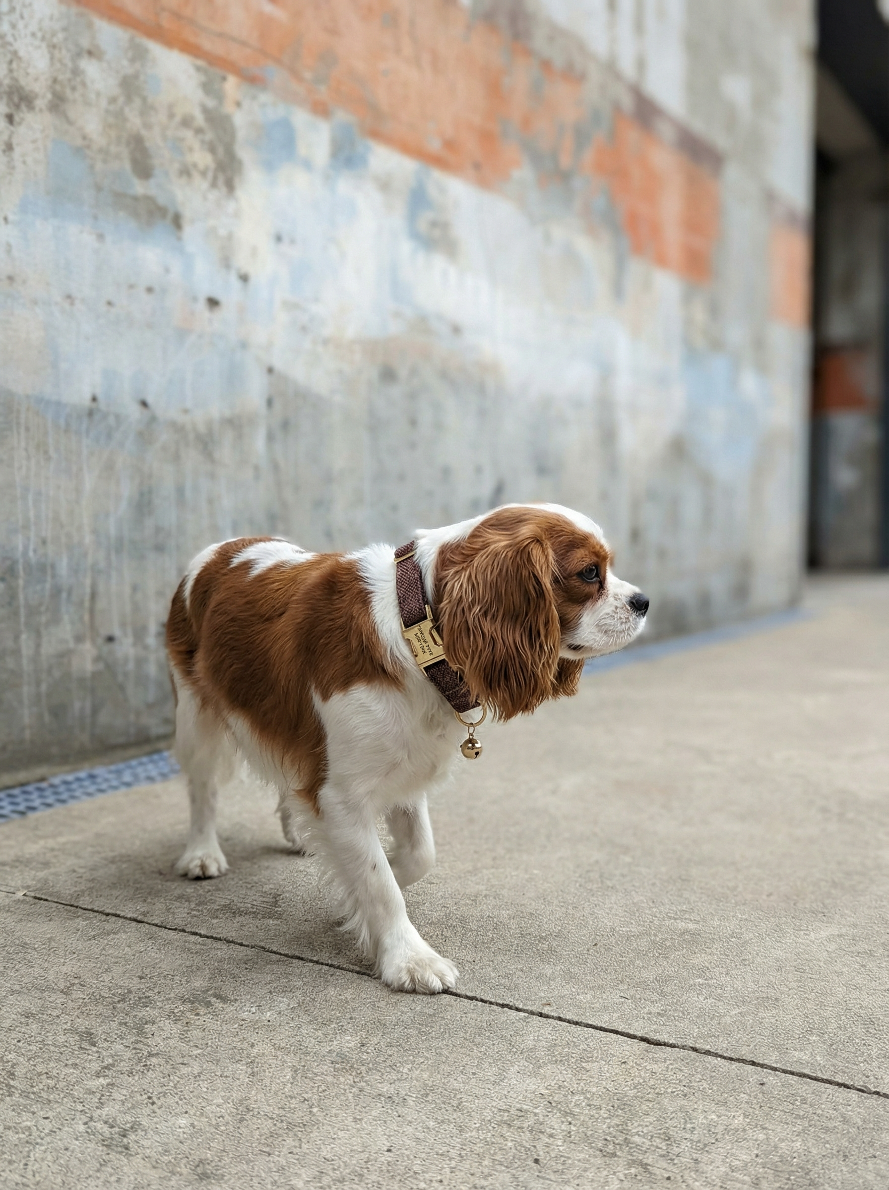 Small Dog & Cat Collar – Rustic