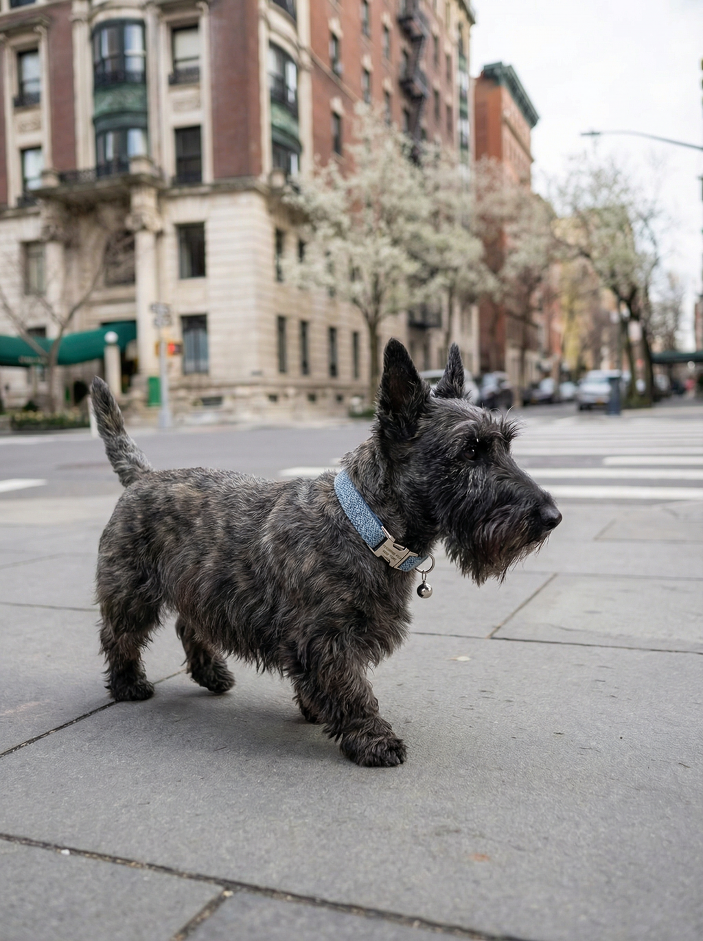 Small Dog & Cat Collar – Sapphire