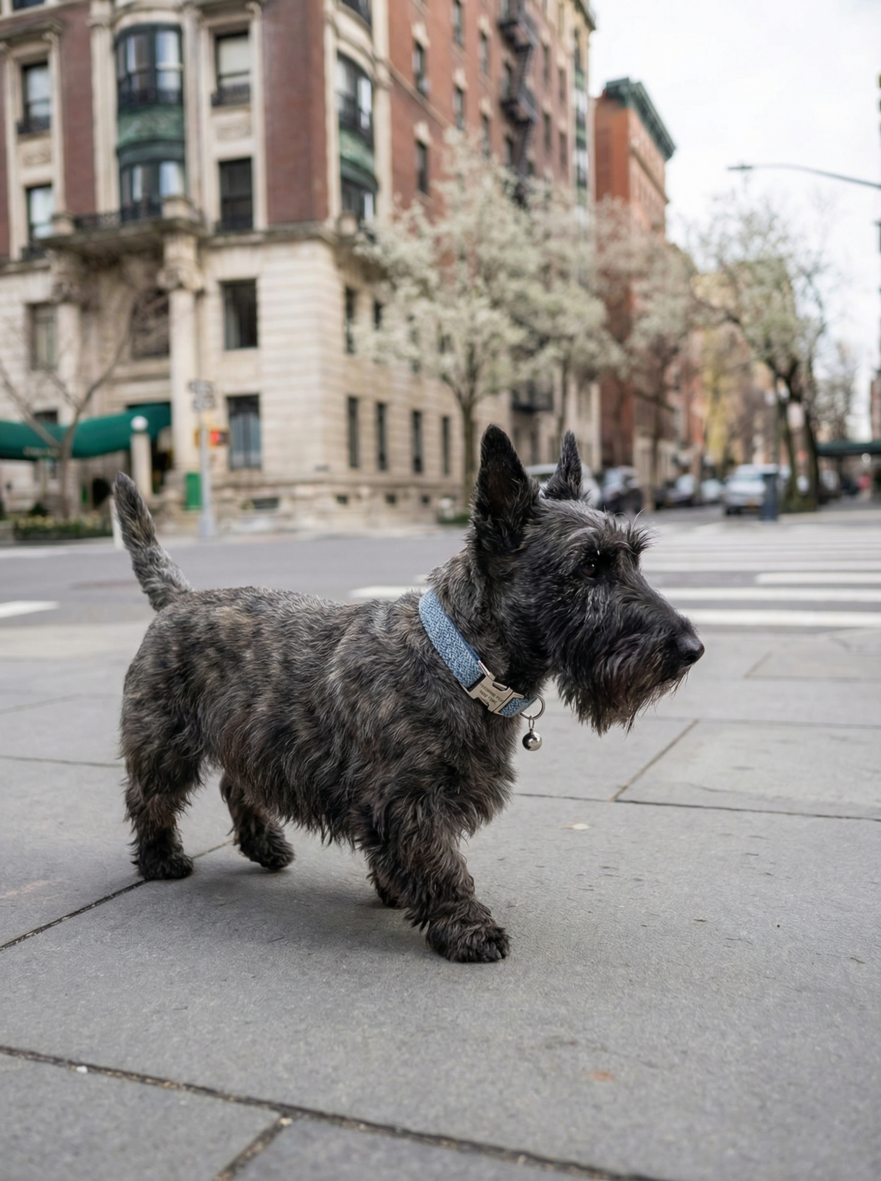 Small Dog & Cat Collar – Sapphire