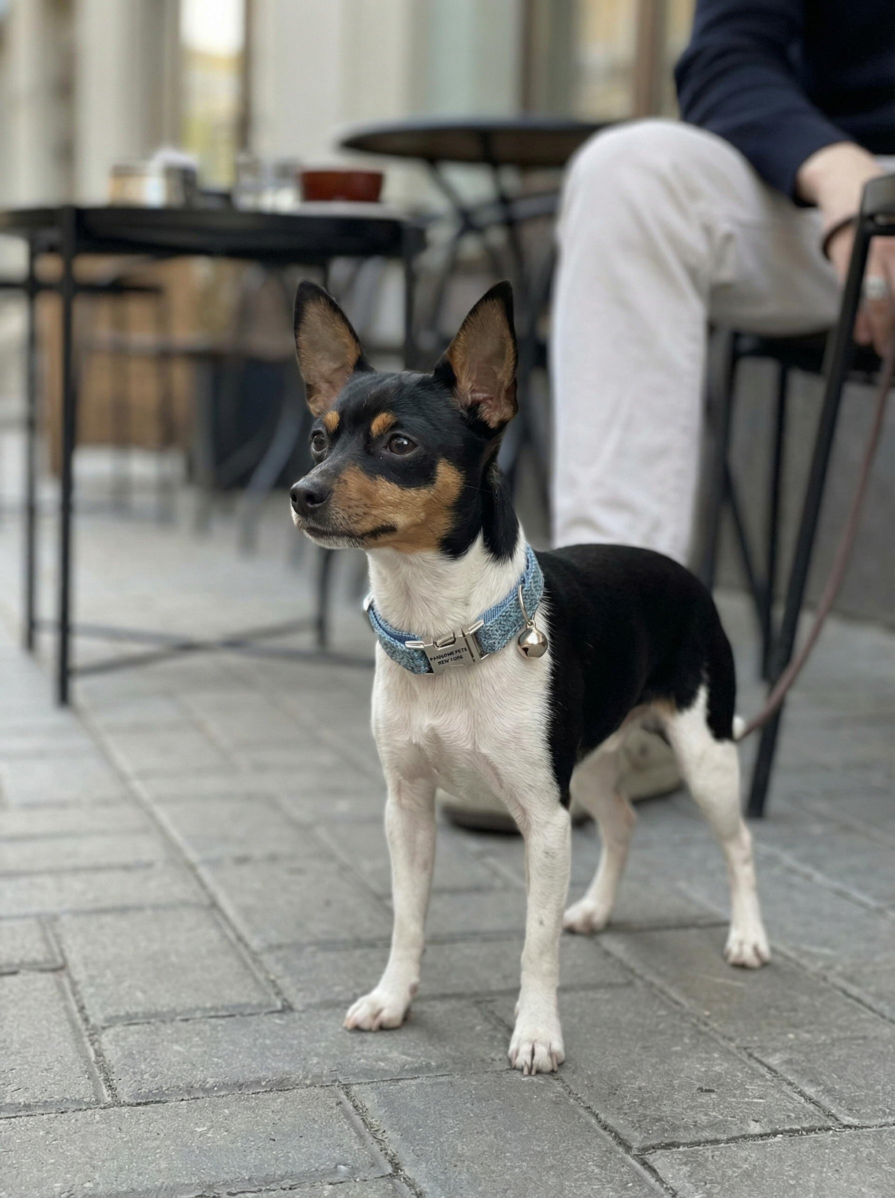 Small Dog & Cat Collar – Sapphire