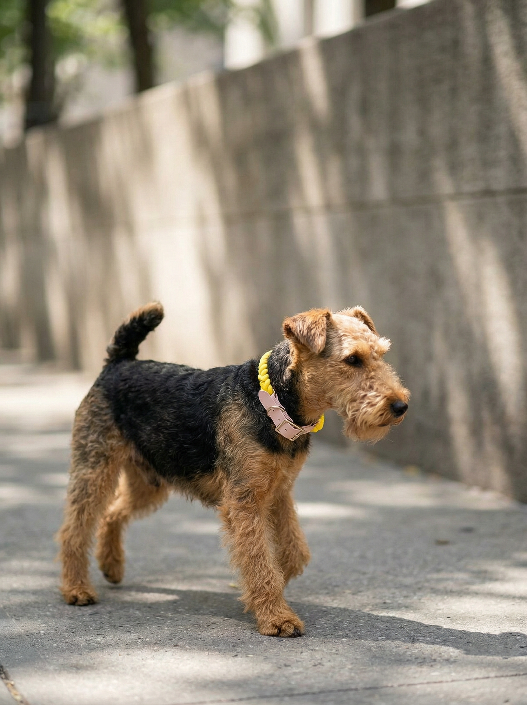 Luxe Royal Leather Rope Collar – Sunshine