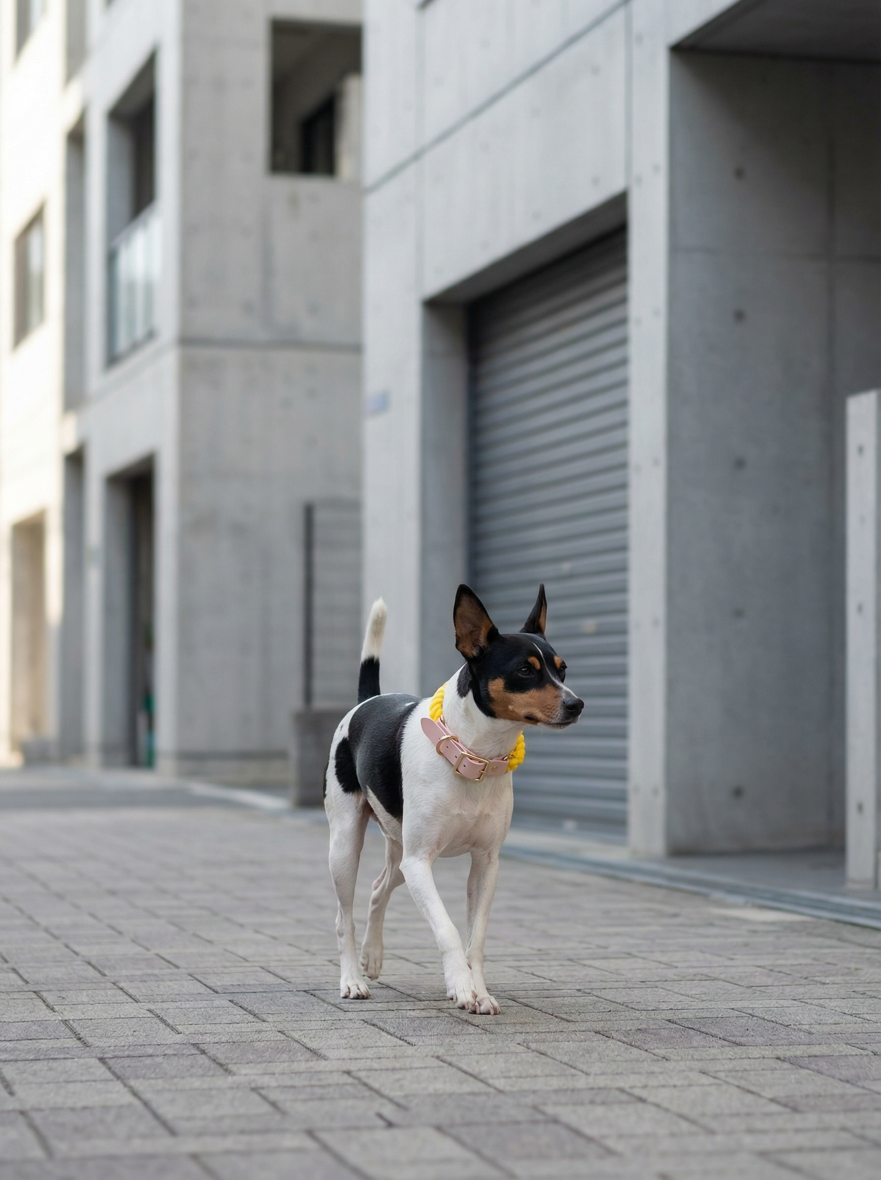 Luxe Royal Leather Rope Collar – Sunshine