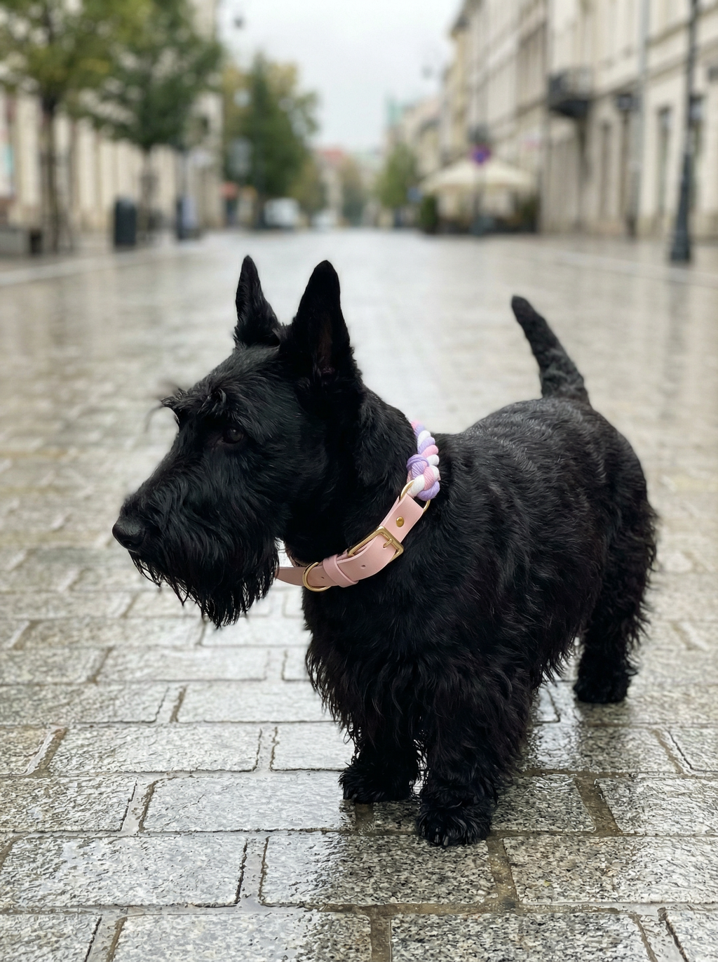 Luxe Royal Leather Rope Collar – Daydream