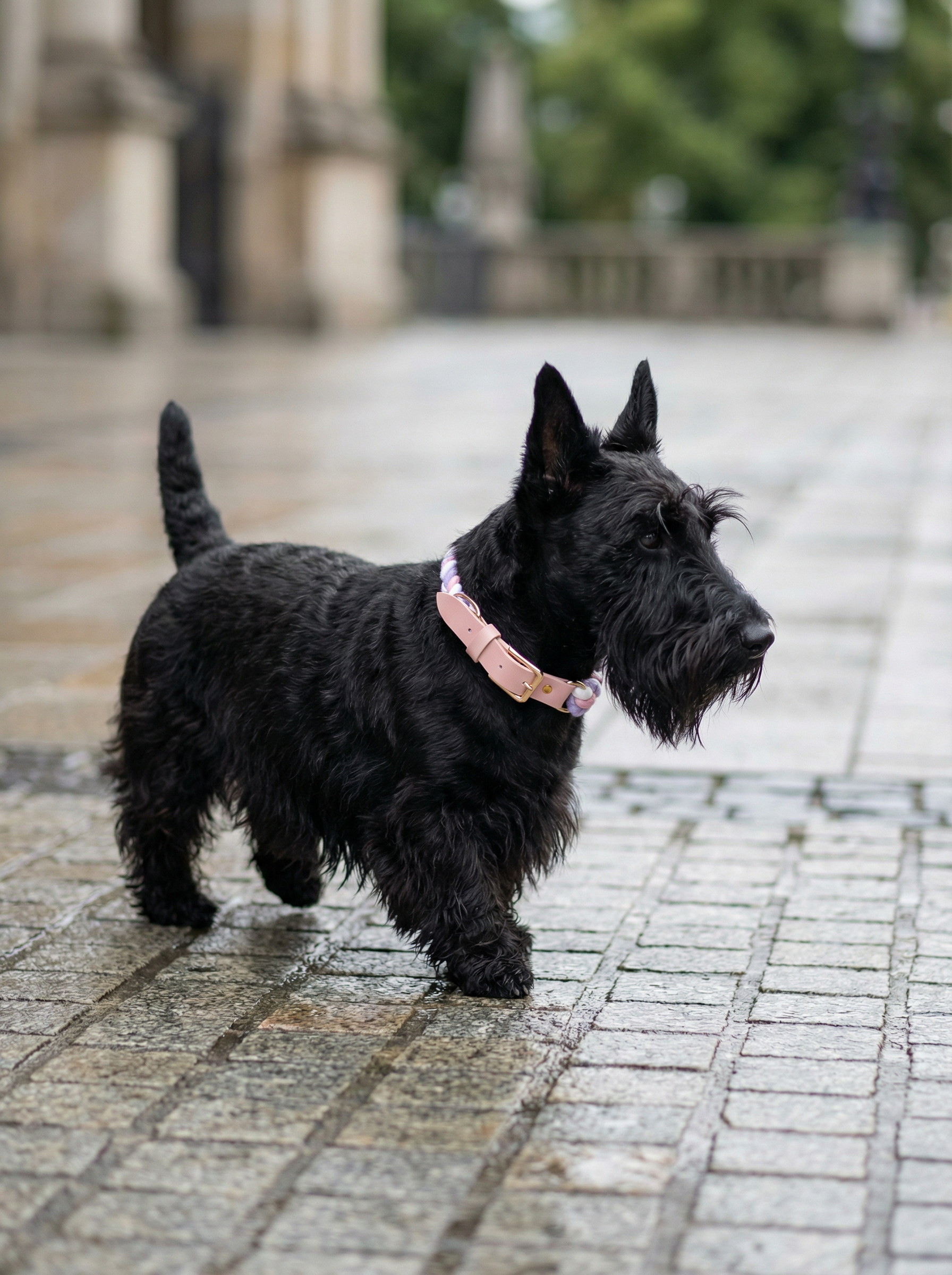 Luxe Royal Leather Rope Collar – Daydream