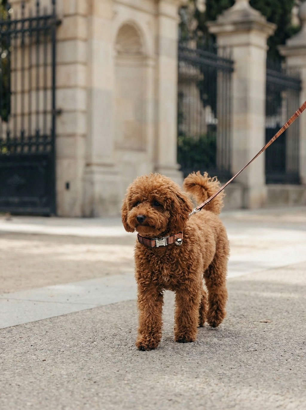 Collar – A Tad of Red Plaid