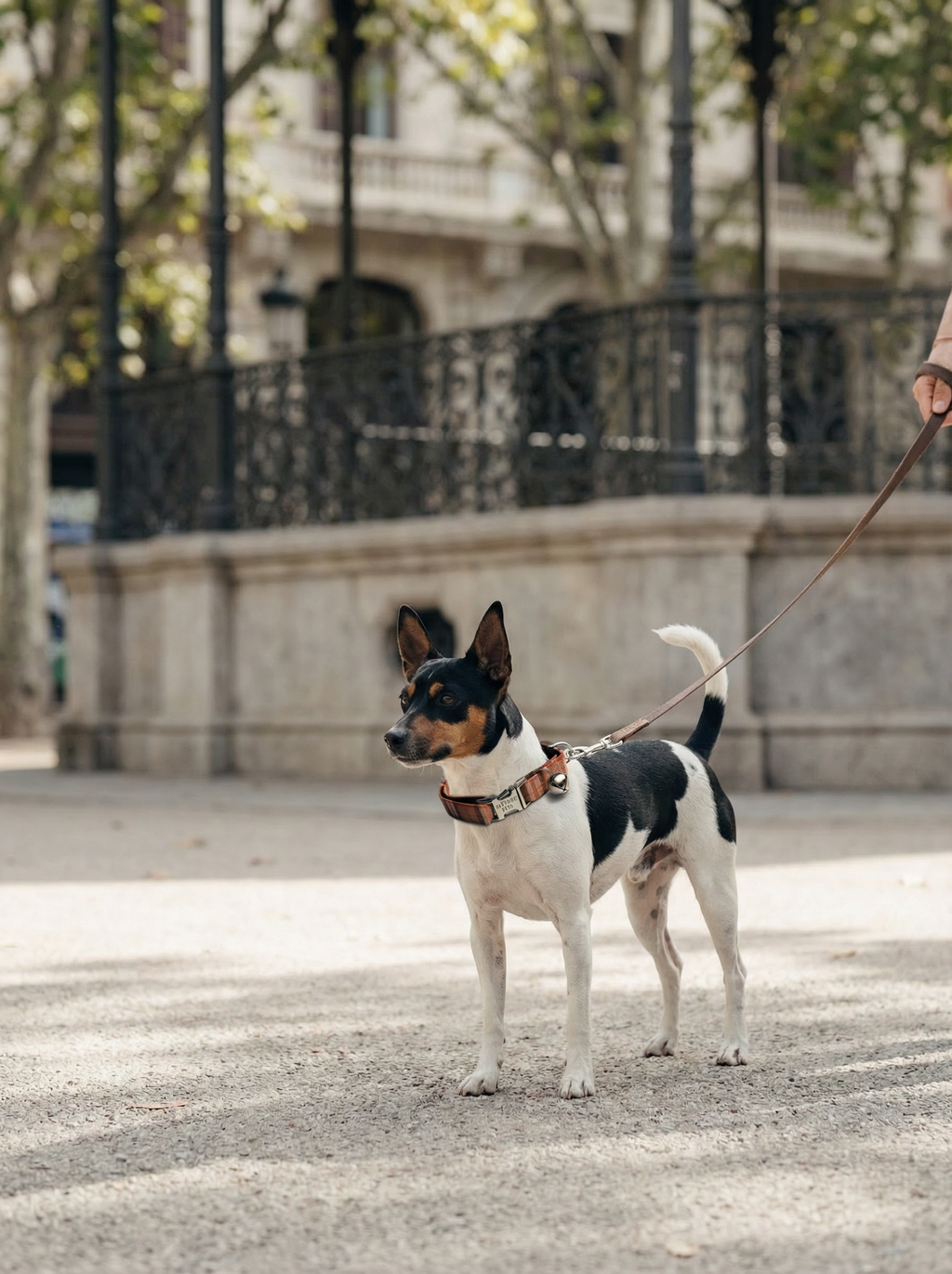 Collar – A Tad of Red Plaid