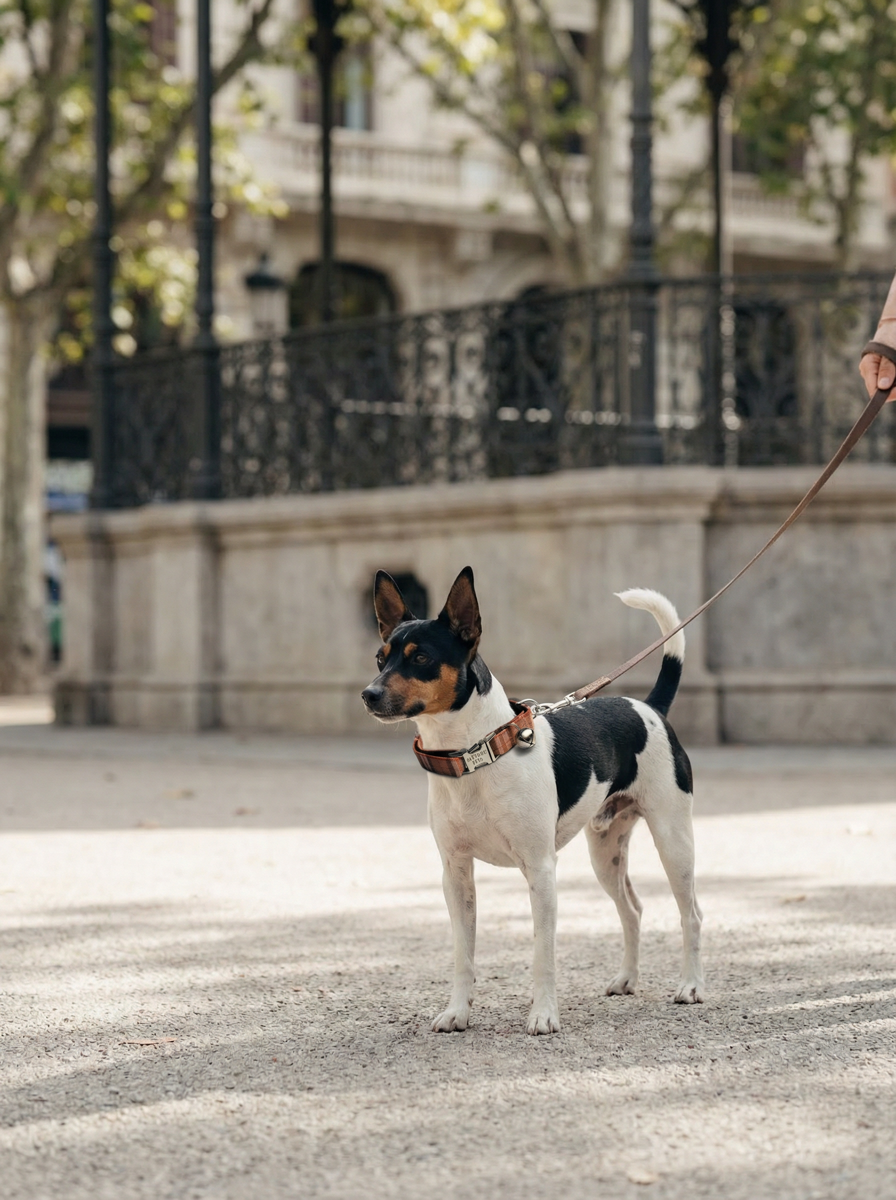 Collar – A Tad of Red Plaid