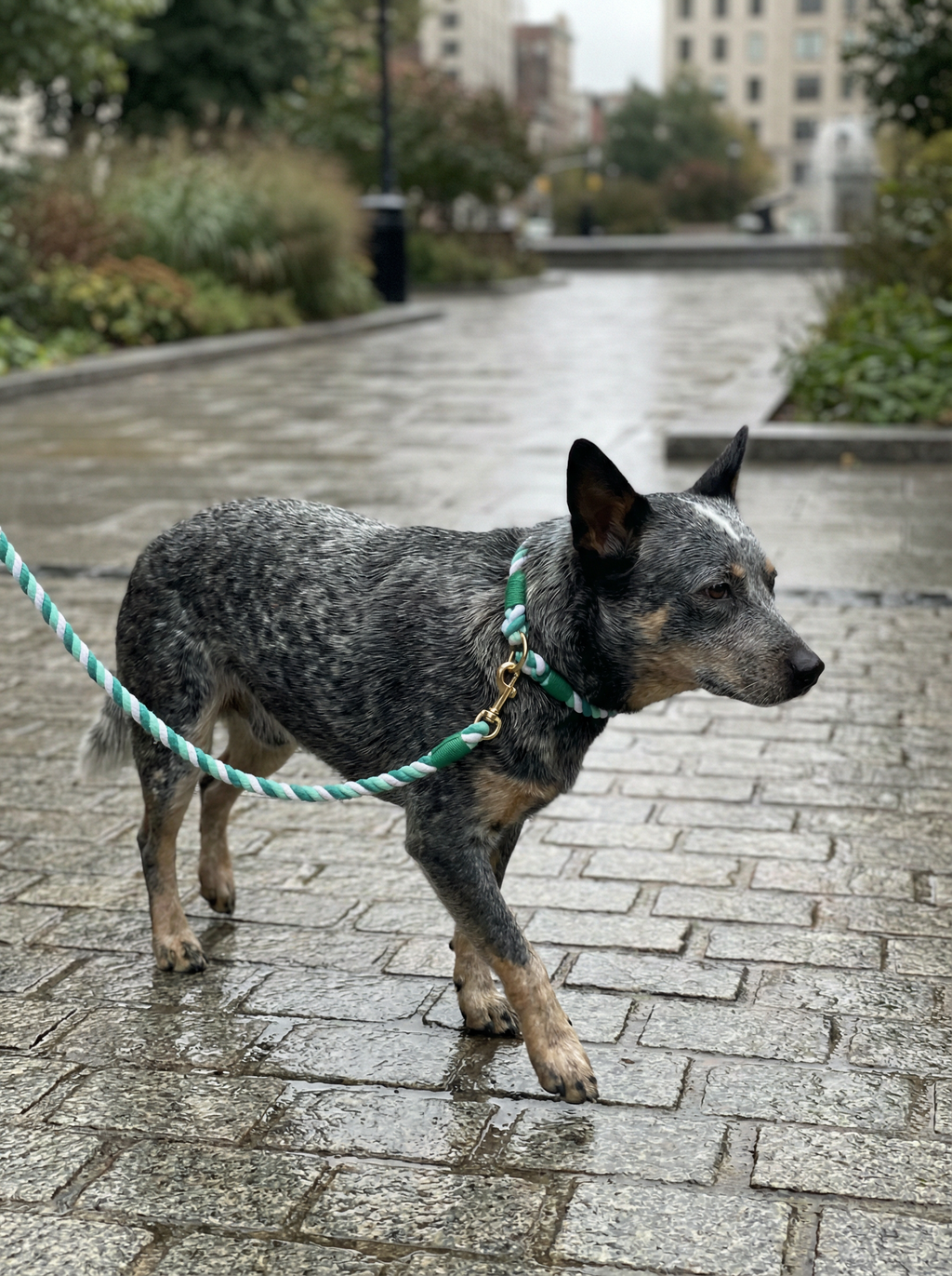 Dog Rope Leash & Collar Set – Forest Love