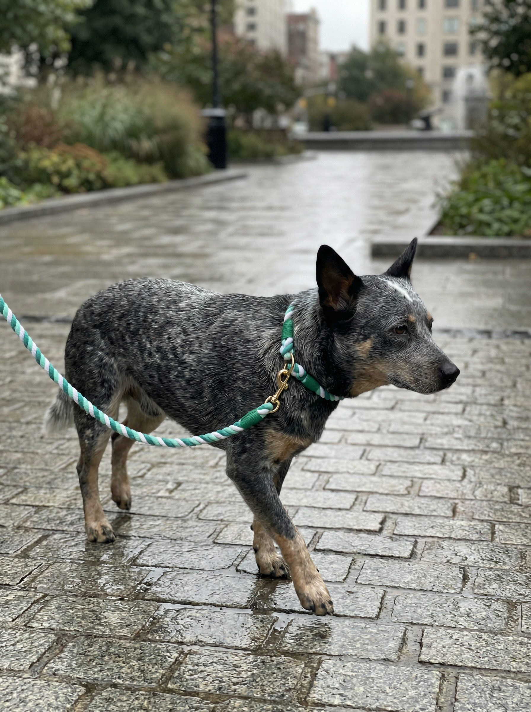 Dog Rope Leash & Collar Set – Forest Love